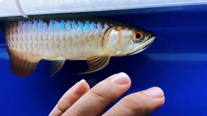 七彩过背金龙鱼