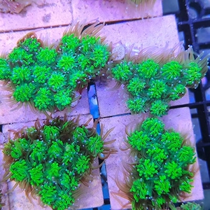 双色圆帽黄金紫心宝石花红单包茉莉花菠萝丁活体鱼缸珊瑚顺丰24人付款