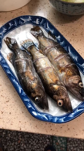 鲜活斑鳜现杀新鲜原生态桂鱼鳜鱼鳌花鱼淡水鱼小季花桂花鱼老虎鱼