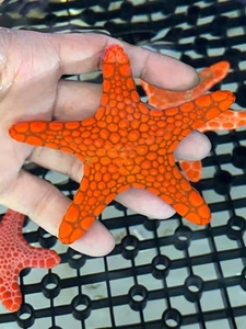 00同款货源gnk88淘宝热卖海水鱼 西非星 西非饼干海星 蓝海星活体