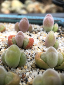 长毛翠滴玉 肉锥 仙桃肉锥 毛桃肉锥植物 宝辉玉