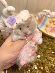 卷毛金丝熊自家养殖的卷毛亮毛面纹密 火波 黑波 眼线 蜜波