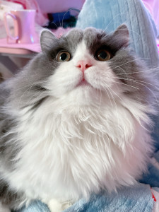 蓝白拿破仑公猫 矮脚 自养 已绝育 苏州地区可自提