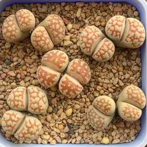 生石花岛田c63b黄金线 江南种源 特选金黄色纹路 100粒