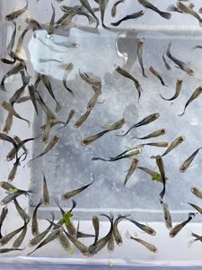 孔雀鱼苗 凤尾鱼 便宜出 两元一条 十条起卖 大部分已经上色