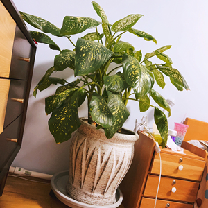 斑马万年青翡翠银皇后100cm77高含陶瓷盆如图送带轮地盘有营