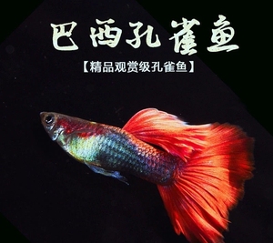 巴西红孔雀鱼 种鱼 10对20条45元尺寸有3cm左右已定水