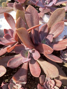 多肉植物花筏群生