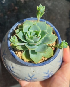 多肉植物景天翡翠塔(梅丽格),青花瓷花盆 长宽高10*10*