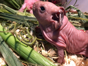 网红宠物无毛猪 迷你小河马活体 无毛豚鼠活体 无毛天竺鼠荷兰