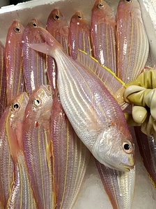 海钓金线鱼红衫鱼红三鱼野生海鱼