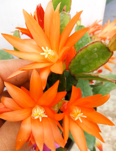 假昙花叶片,一共7种颜色,橘黄色,白色,红昙,紫昙,浅粉,桃