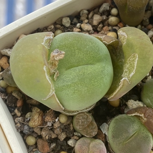 多年大母本 翠光玉 翠星 肉锥 多肉