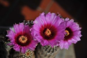 仙人球 折墨,三光虾实生两年多的苗15两个,不包邮