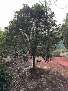 桂花树位于安徽省合肥市肥东县西山驿某个村子急需售卖，静心呵护