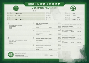 cku出生纸 血统证明 柯基 柴犬 边牧 法牛 金毛 拉不拉
