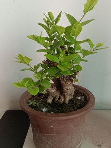 000人付款淘宝丛生/散木,嫁接金叶女贞.