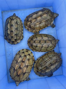 墨西哥蛋龟种龟,墨蛋.2公4母.都20 大墨蛋.不单出