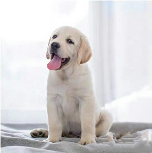 纯种拉布拉多幼犬,活体导盲犬神犬小七奶白色拉布拉多犬,拉布拉
