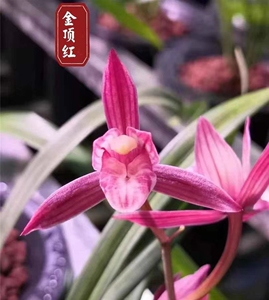 000人付款淘宝建兰金顶红子母2苗梅兰竹菊十字绣48.