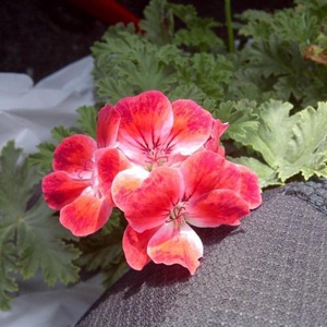 稀有大花香叶天竺葵 香水洋葵 pelargonium sca