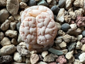 荒玉c367生石花,四颗打包35