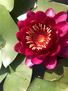 婴儿红小型耐寒睡莲鱼缸造景鱼缸睡莲.主图是用水草泥种的,由于