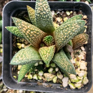 天涯 硬叶寿杂冬星 首图带侧芽 200 图二100 花盆7c