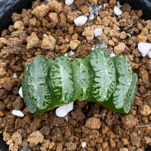 欣赏拿出来66不出写乐系酒乐玉扇浓绿纹明显小苗带大自留款