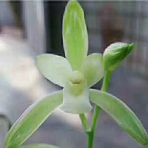 兰花 建兰 叶艺 峨眉雪 绿植花卉盆栽,花期有带花苞出售,需