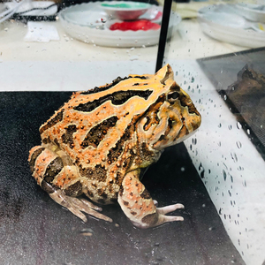 【红蝴蝶角蛙】红蝴蝶角蛙品牌,价格 - 阿里巴巴