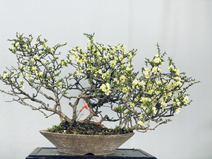 长寿梅盆景白花