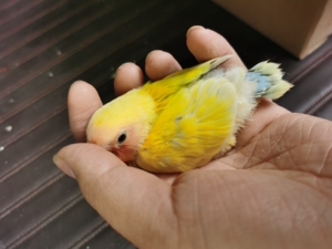 红面澳桂,20-25天雏鸟包邮包风险,手养鸟亲人粘人,牡丹鹦