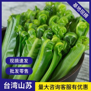 山苏菜 台湾山苏野菜 基地现摘速寄 酒店特色菜
