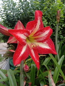 四川女王朱顶红 大球