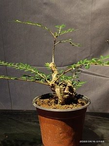 亮叶忍冬盆景素材,带自然碳化面原盆原土包邮