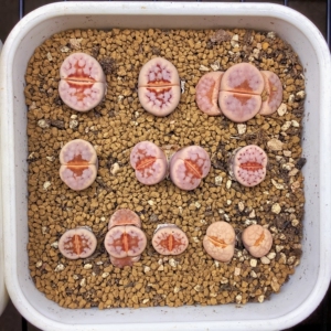 生石花  奶油寿丽  c183a热唇