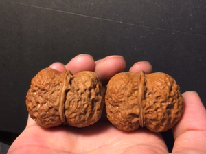 云南铁核桃方尊元宝肚边高42,42/33,33/32,32!