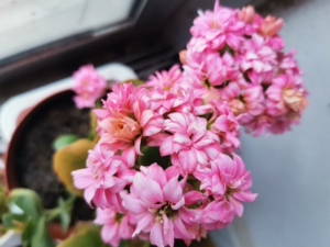 长寿花粉菊(贵妃)带花枝条2元1枝,满20包邮