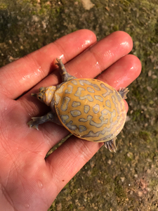 黄化 白化珍珠鳖 鳖类入门级玩物 外塘种苗 体质保证 能养1