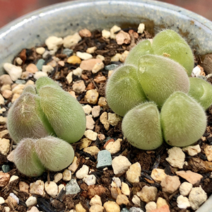 肉锥长毛翠滴玉可以晒全紫 15一头