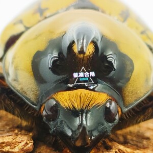 美东白兜 幼虫l1/l2