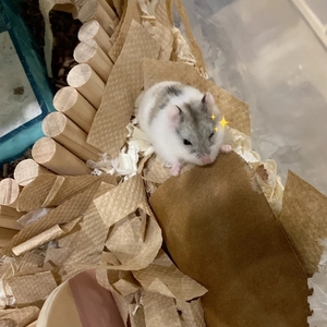 花仓一线仓鼠金斑琥珀金狐雪球仓鼠小宠物宠物.宠物繁殖速度过快