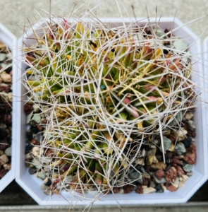 00woock淘宝乳突属仙人球琴丝丸龙 卷刺琴丝 像卷发一样的刺 不扎手