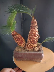 正宗日本白鳞铁树