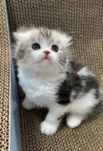 卷耳猫纯种美国卷耳猫小公猫银虎斑卷耳长毛卷耳喵包子脸发腮胖虎