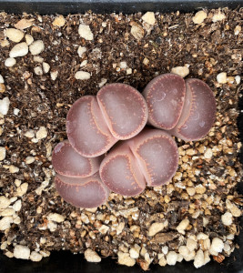 生石花红日轮全窗250