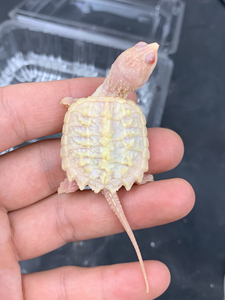 1号白化鳄龟苗,大红眼,稳定基因