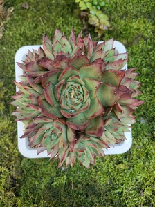 吉赛尔多肉群生完美手捧花多肉 特价清