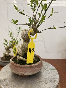 真弓卫矛盆景,老桩童子功,开花结果 真弓,又名山卫矛,因材